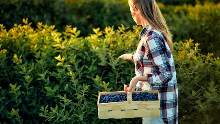 Fructele cu care o româncă întoarsă din Germania a dat lovitura. Obține un profit de 20.000 de euro la hectar