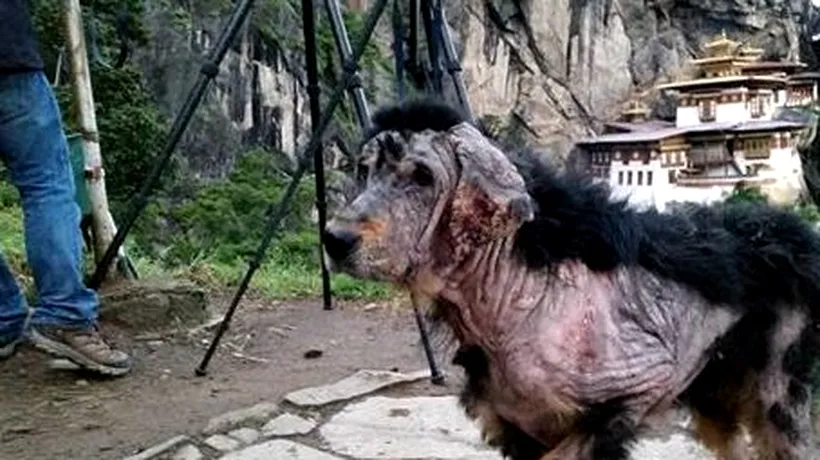 Transformarea uluitoare a unui câine abandonat în munți. Cum arată la 3 luni dupa ce a fost salvat