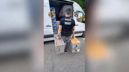 Zeci de PORUMBEI valoroși au fost furați din Belgia și ascunși în Mehedinți. Prejudiciul se ridică la 2,2 milioane de euro