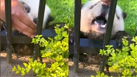Doi câini pictați au devenit vedete într-o grădină zoologică din China. Sunt confundați cu urșii Panda