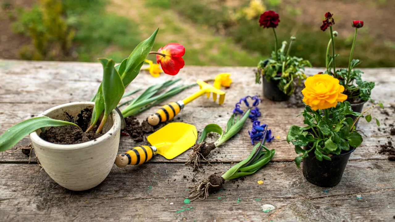 Florile pe care trebuie să le plantezi în luna mai ca să înflorească superb în vară. Trucuri eficiente pentru grădinari