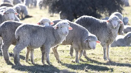 A fost anunțat planul de vaccinare pentru ovine și caprine. Ce prevede strategia