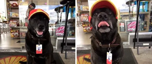 Cum a ajuns un câine să fie angajat la o benzinărie