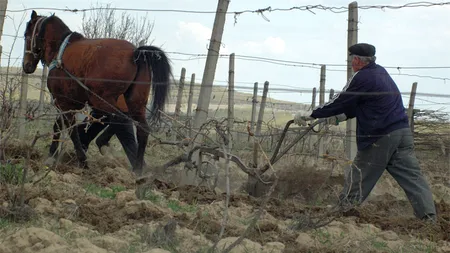 Declarație îngrijorătoare a Ministrului Agriculturii privind SECETA. 