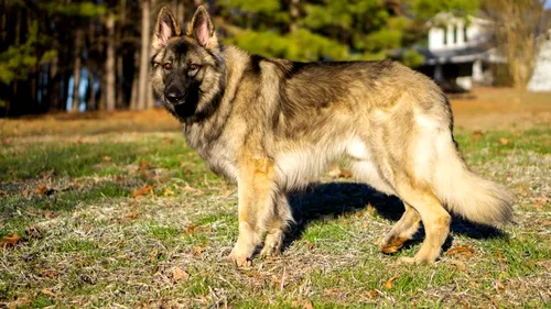 „Lassie” din viața reală. Un câine a alertat Poliția de accidentul în care a fost implicat stăpânul său