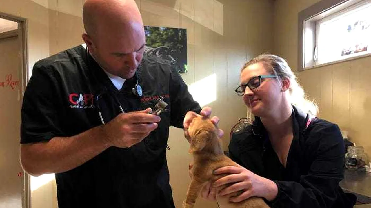 Cățelușul unicorn: S-a născut cu un defect care îl face și mai simpatic - FOTO / VIDEO
