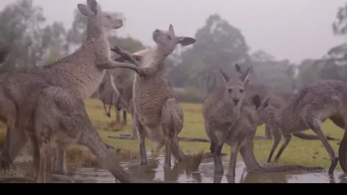 Reacția animalelor din Australia la primii stropi de ploaie, după incendiile de vegetație | VIDEO