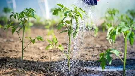 Cu ce stropești răsadurile de ROȘII pentru a le proteja de dăunători? Soluția BIO din 3 ingrediente care îți menține o recolta de calitate