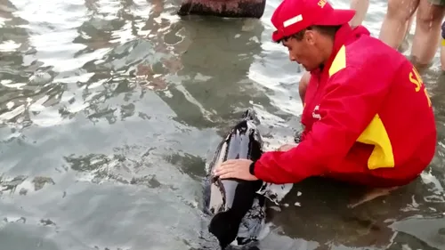 Un pui de delfin a ajuns la malul plajei din Mamaia. Mamiferul a fost salvat de către turiști și salvamari
