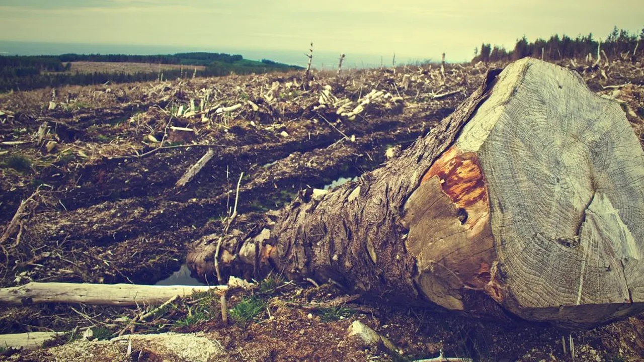 MEDIU. CE avertizează România că peste o lună va ajunge la Curtea Europeană din cauza tăierilor ilegale