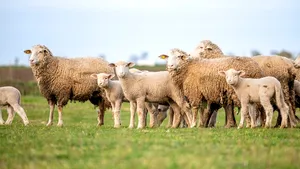 Încă un posibil focar de variolă ovină a fost depistat la Buzău. Peste 300 de oi, verificate de veterinari