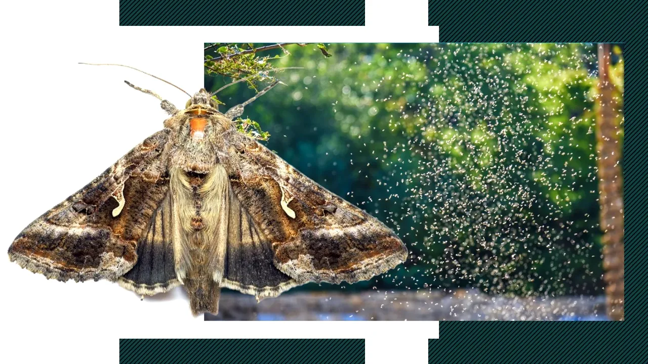 Invazie spectaculoasă de FLUTURI BUHA GAMMA în România. Cine sunt migratorii care au creat panică pe stadioanele din București