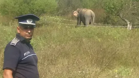 Fotografia zilei: un elefant scăpat de la circul din Vâlcea, prins de polițiști
