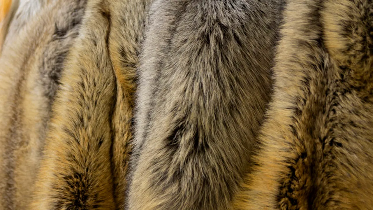 Marea Britanie dorește să interzică comerțul cu blană după Brexit