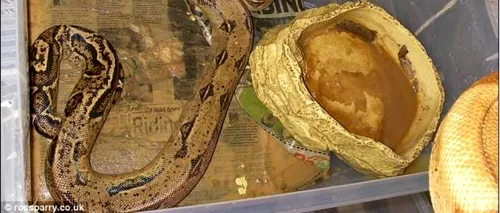 O femeie a păstrat în casă 140 de șerpi