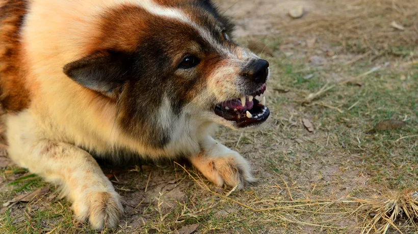 TRAGIC. O femeie din Gorj a fost ucisă de doi câini de rasă. Proprietarul animalelor a anunțat poliția