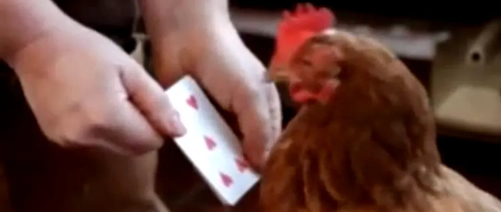 VIDEO: Găina care a învățat să numere