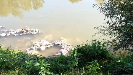 Descoperire tulburătoare făcută de angajații de la Ape în Crișul Negru. Prima ipoteză a poliției - FOTO