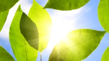 Americanii au inventat fotosinteza artificială