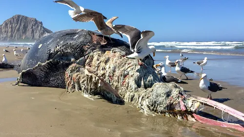 12 balene moarte în Golful San Francisco de la începutul anului încoace