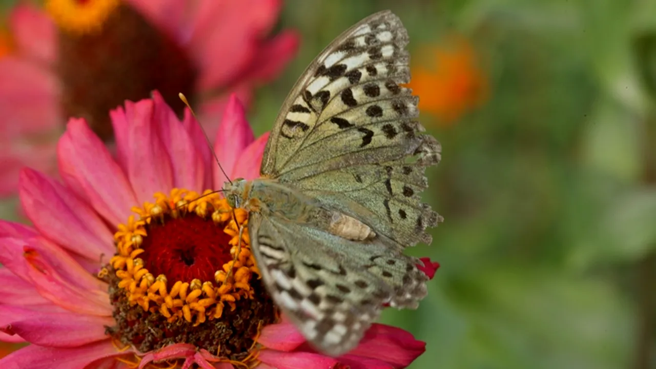 Sute de specii de fluturi ar putea dispărea din cauza schimbărilor climatice