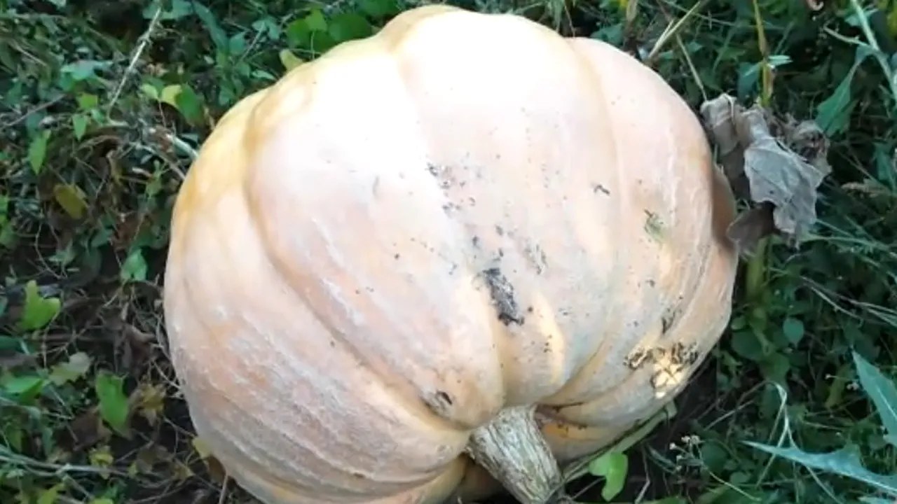 Dovleci uriași într-o gospodărie din Maramureș. Au ajuns să cântărească aproape 200 de kilograme