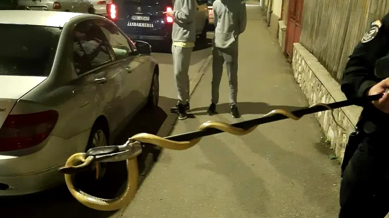 Șarpe de peste 1,5 metri, scos de jandarmi de la motorul unei mașini. Reptila a fost eliberată în mediul ei natural
