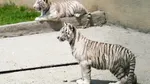 Caz revoltător: de ce a murit un pui de tigru bengalez alb la Zoo Craiova