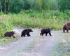 Cei trei pui orfani ai URSOAICEI împușcate, căutați de autorități, pentru relocare în sanctuar. Ministrul Mediului: „Am primit acum o oră înștiințare”