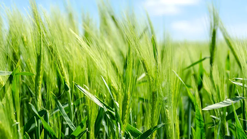 Cereale. Estimări optimiste privind producția de grâu la nivel mondial, în acest an. Care sunt prognozele pentru marii producători