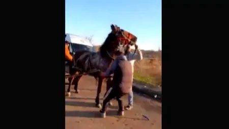 Cal maltratat în județul Teleorman. Kola Kariola: „Ne dorim să se distreze și la poliție, când dă cu subsemnatul” (VIDEO)