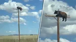 Scene neobișnuite în New Mexico. Un urs s-a urcat pe un stâlp de electricitate. Totul s-a încheiat tragic