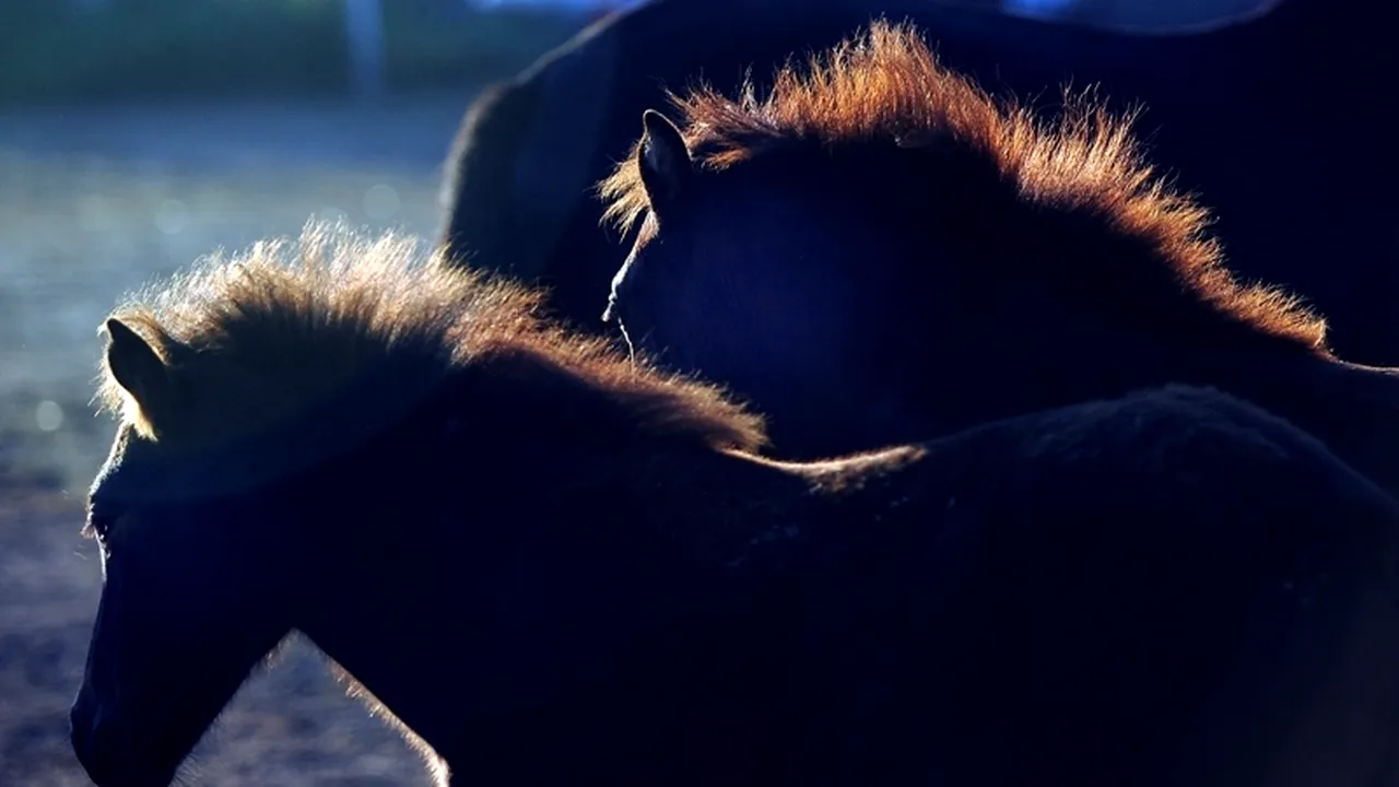 România este unul dintre cei mai mari exportatori de carne de cal, pe locul 5 în Europa și 9 în lume