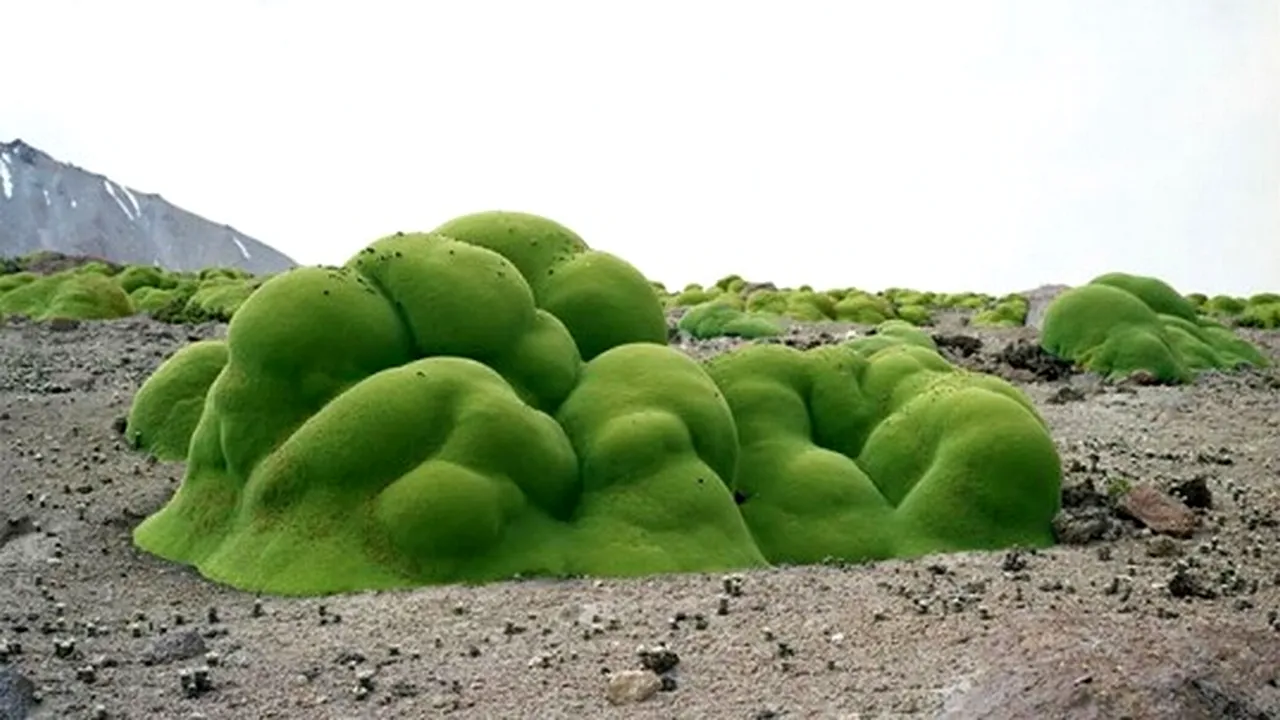 Inhabitat.com: Fotografia care prezintă unul dintre cele mai vechi organisme de pe Terra