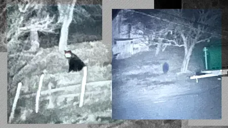 Charlie Ottley, regizorul documentarului „Wild Caprathia”, mâhnit de faptul că autoritățile române vor să captureze un urs care dă târcoale în Șirnea