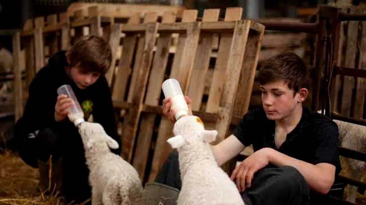 Libanezii fac o fermă de 27.000 de berbecuți la Dragalina
