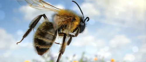UNCSV către apicultori: „Înainte de a solicita ca agricultorii să nu mai trateze culturile, ar trebui să se pună în aceeași situație