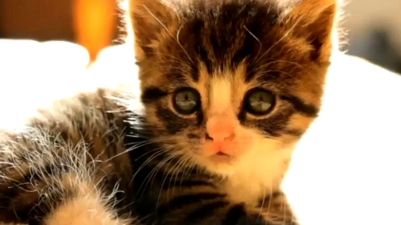 Orfan, dar plin de viață. VIDEO cu cel mai jucăuș pisoi