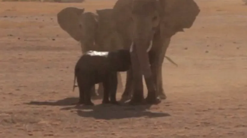 Africa și-ar putea pierde 20% din populația de elefanți în următorii zece ani