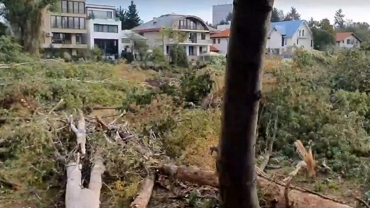 Sute de copaci din zona Floreasca, culcați la pământ pentru un proiect imobiliar. Ce spune Primăria Capitalei