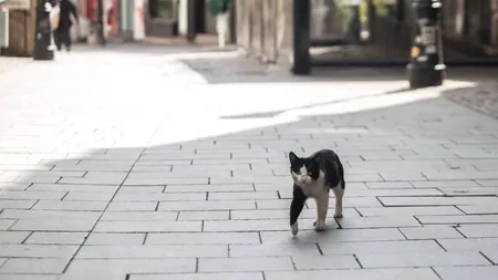 PERICOL. „Stați departe de pisici”, este cel mai nou avertisment legat de Coronavirus