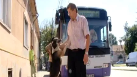 Relația specială dintre un maidanez și un șofer de autobuz.  Ce face patrupedul în fiecare zi