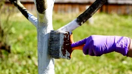 Copacul pe care este recomandat să-l plantezi în luna iunie, pentru că aduce NOROC și prosperitate în familie