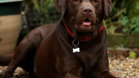 GALERIE FOTO. Ce obiecte ciudate găsesc veterinarii în burțile animalelor de companie