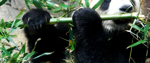Panda uriaș, scos de pe lista animalelor pe cale de dispariție