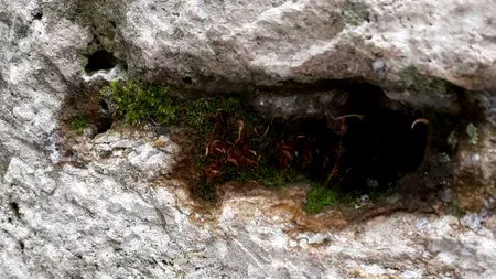 Mușchi și licheni au crescut pe operele lui Constantin Brâncuși din Parcul Central din Târgu-Jiu