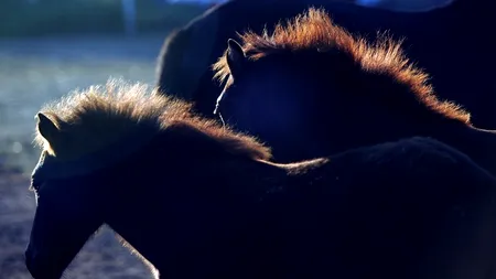 România este unul dintre cei mai mari exportatori de carne de cal, pe locul 5 în Europa și 9 în lume