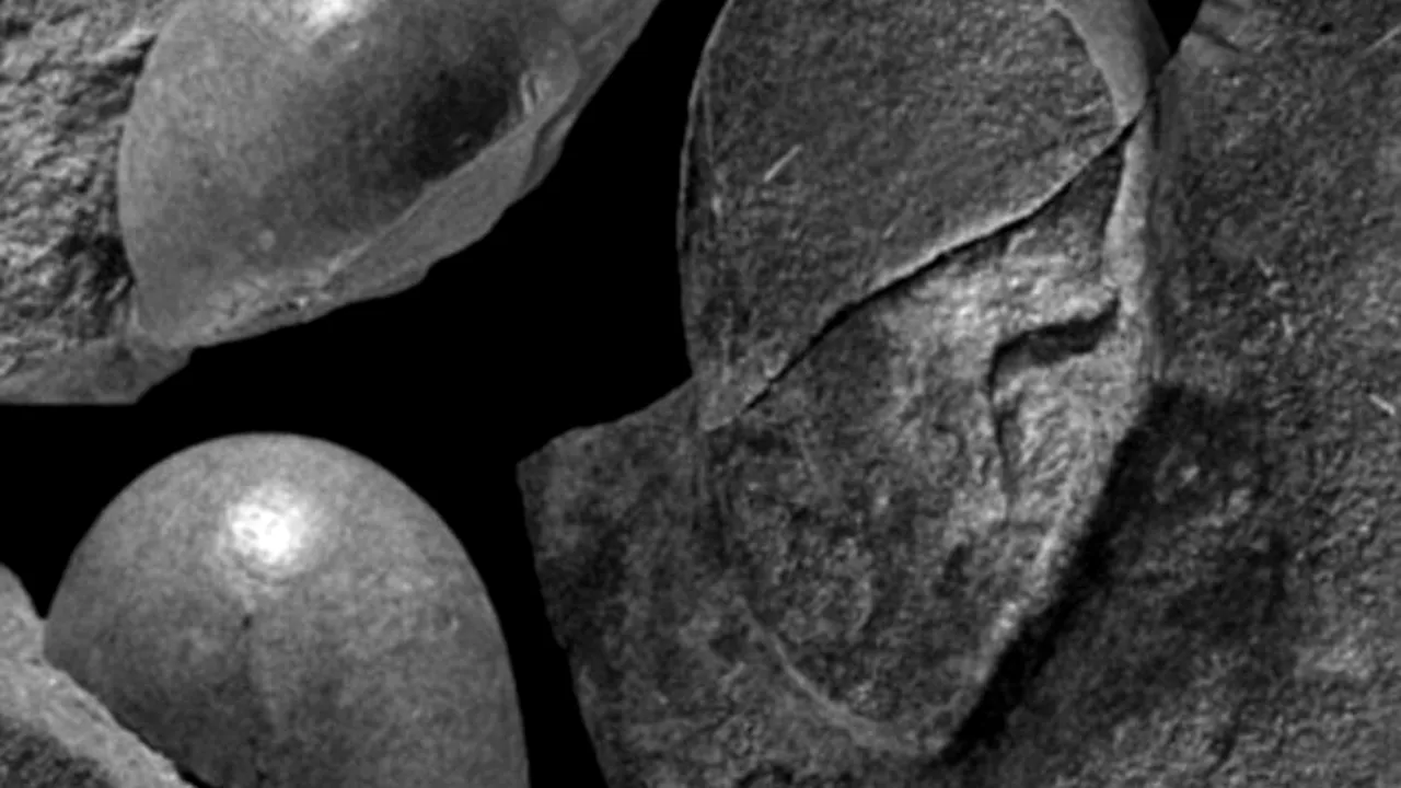 Muncitorii care lucrau pe șantierul unui drum din China au făcut o descoperire de milioane de ani