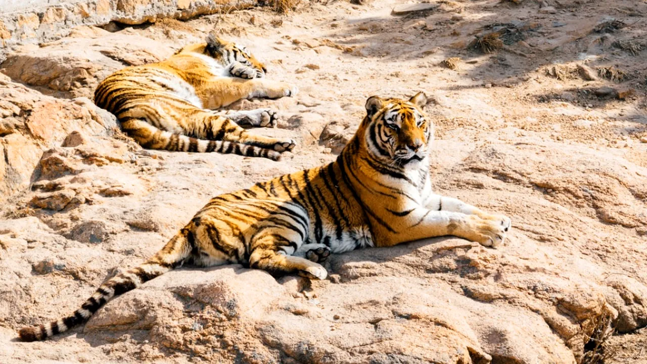 O femeie, filmată în timp ce sărea gardul în cușca unui tigru la grădina zoologică. Motivul incredibil pentru care a recurs la acest gest