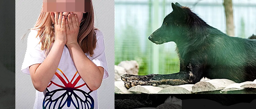 O fetiță a fost mușcată de un lup la Grădina zoologică din Sibiu. Cum a fost posibil acest accident